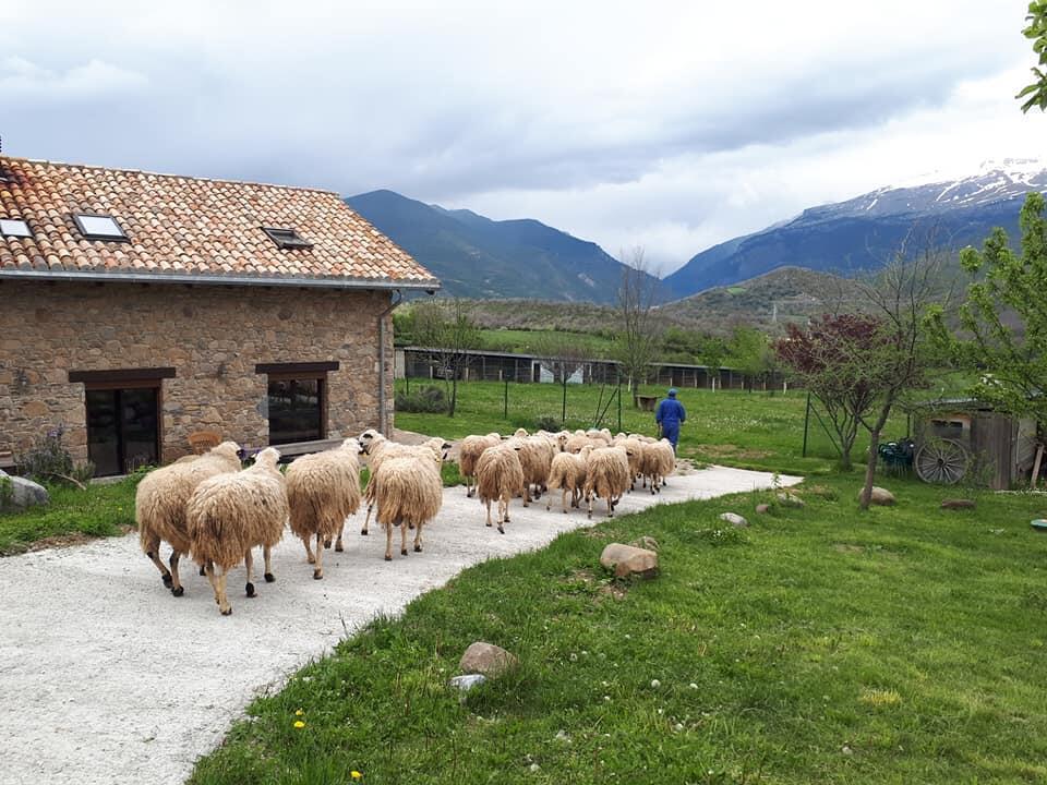 Albergue A'Noguera Castiello de Jaca Eksteriør billede